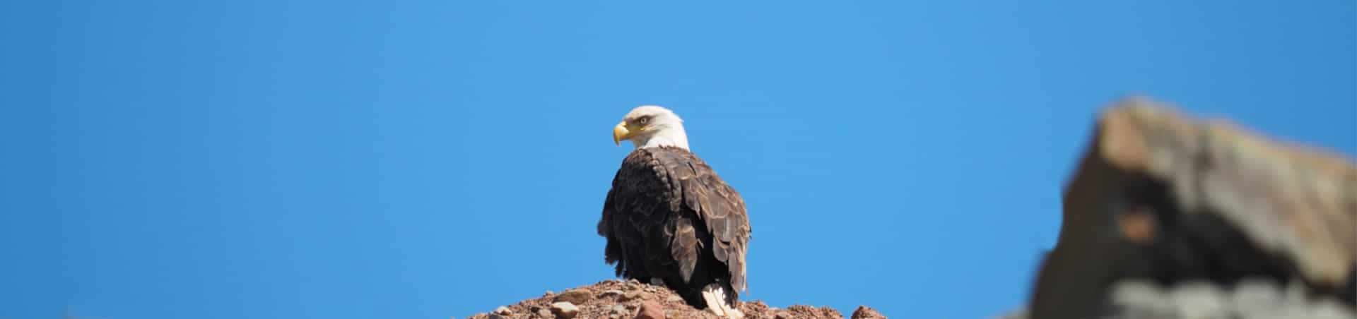 Kanada Bald Eagle